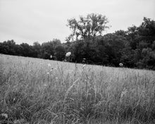 Load image into Gallery viewer, Democratic Vistas