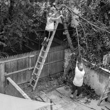Load image into Gallery viewer, Family Tree Removal