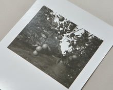 Load image into Gallery viewer, Memorare