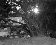 Load image into Gallery viewer, Angels Point